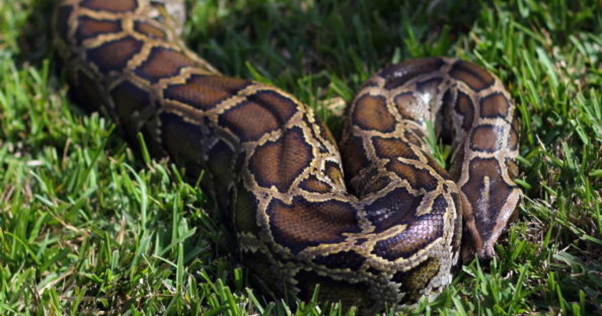 Man sleeping with snake for money